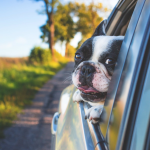 dog-friendly taxi London