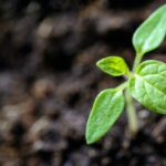 Help the Environment, plant