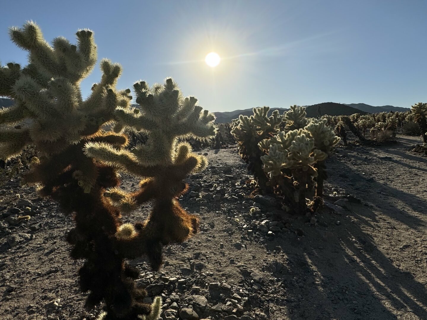 Cactus and sun