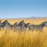 group of zebra walking on wheat field